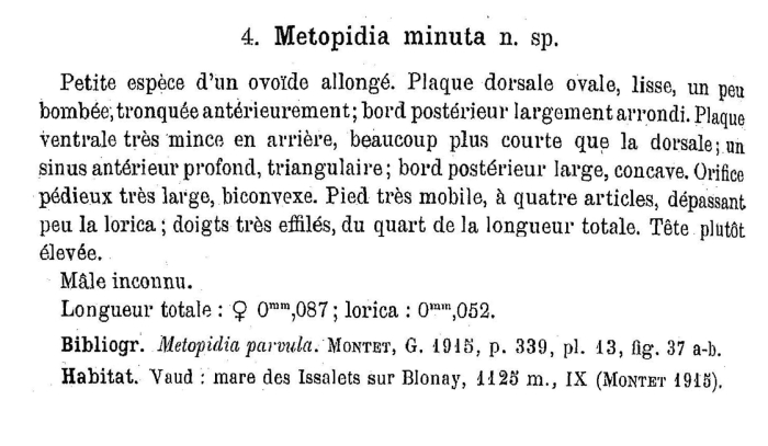 Lepadella minuta Lepadella minuta