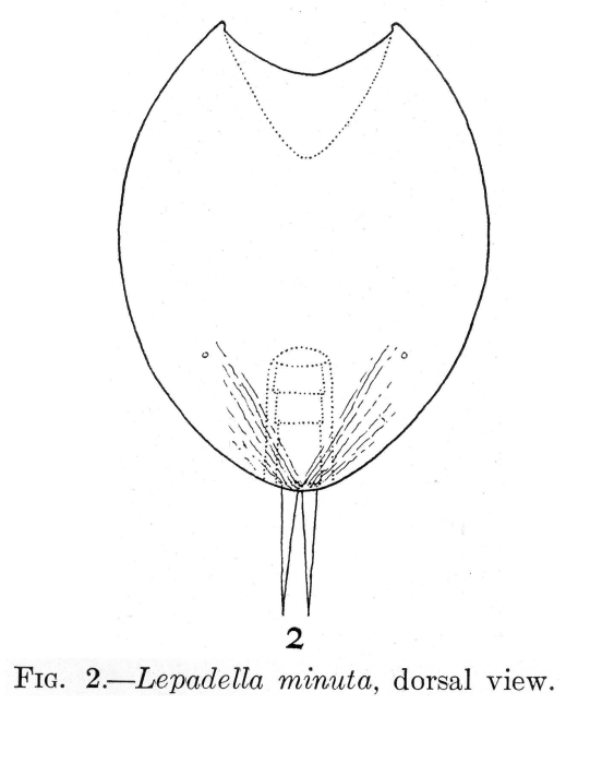 Lepadella minuta - Original description image