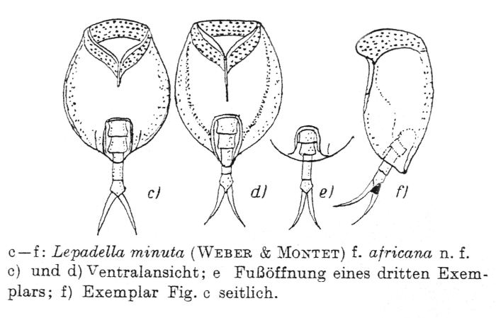 Lepadella minuta f. africana - Original description image