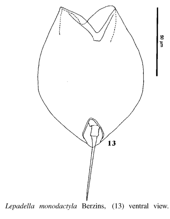Lepadella monodactyla Lepadella monodactyla