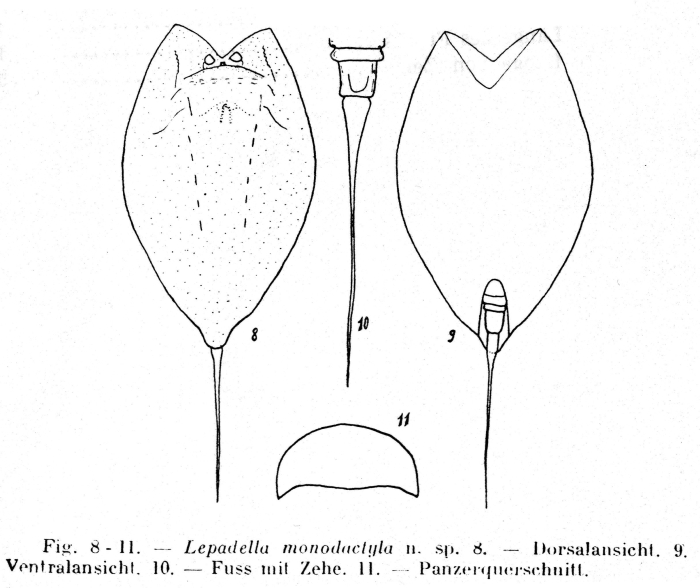 Lepadella monodactyla Lepadella monodactyla