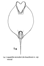 Lepadella monodactyla braziliensis - Original description image
