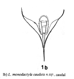 Lepadella monodactyla braziliensis f. caudata - Original description image