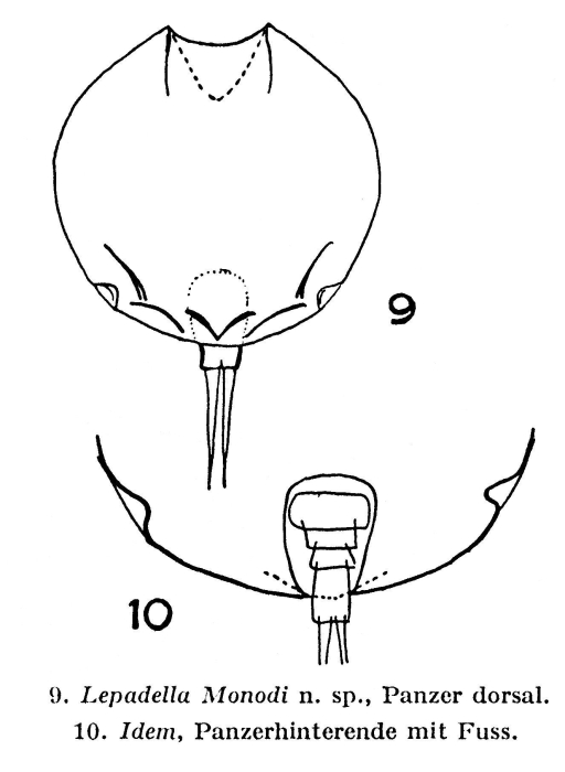 Lepadella monodi - Original description image