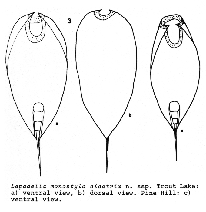 Lepadella monostyla cicatrix - Original description image