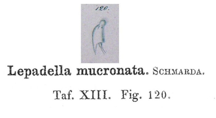 Lepadella mucronata - Original description image