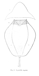 Lepadella myersi - Original description image