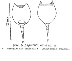 Lepadella nana - Original description image