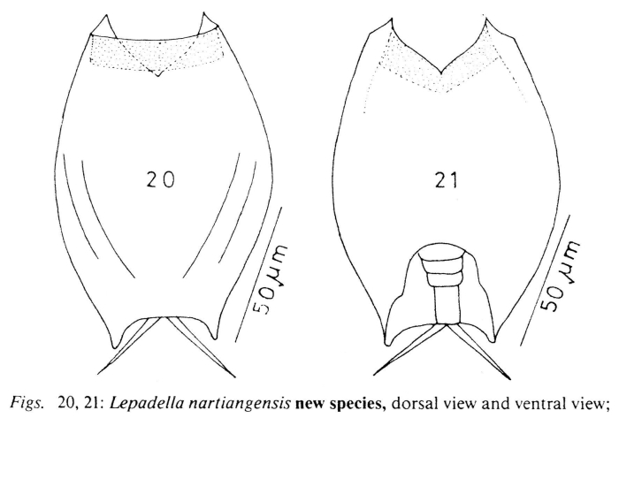 Lepadella nartiangensis - Original description image