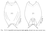Lepadella nartiangensis