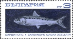 Sardinops sagax