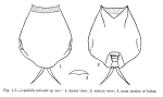 Lepadella neboissi