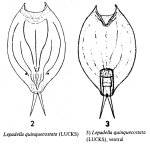 Lepadella neglecta