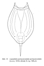 Lepadella neglecta