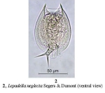Lepadella neglecta