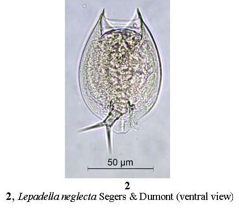 Lepadella neglecta Lepadella neglecta