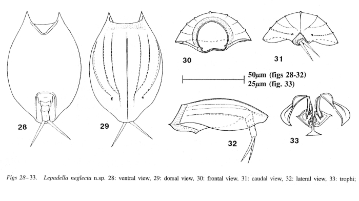 Lepadella neglecta - Original description image