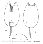 Lepadella nympha - Original description image