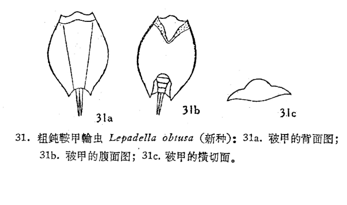 Lepadella obtusa Lepadella obtusa