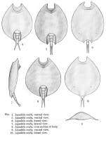 Lepadella ovalis
