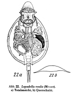 Lepadella ovalis