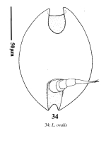 Lepadella ovalis