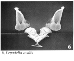Lepadella ovalis