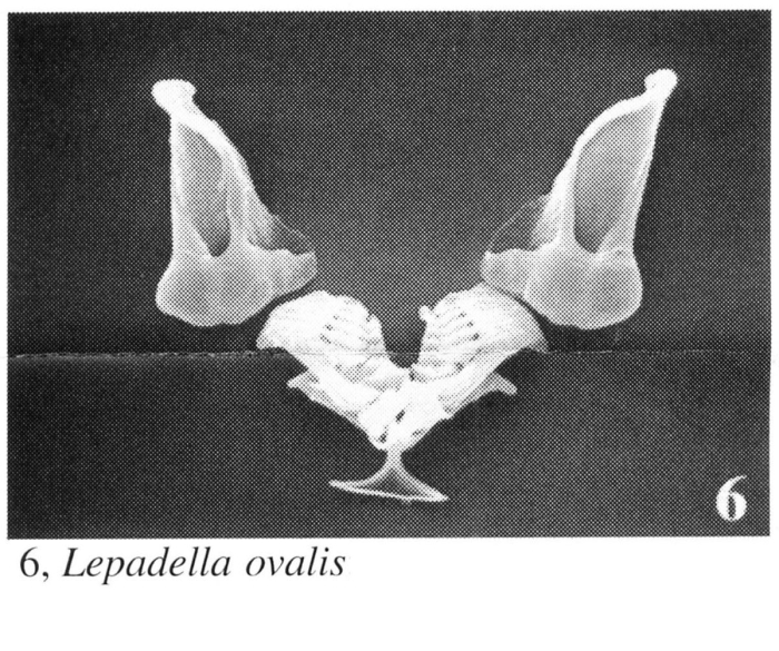 Lepadella ovalis Lepadella ovalis