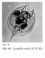 Lepadella ovalis