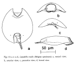 Lepadella ovalis