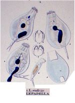 Lepadella ovalis