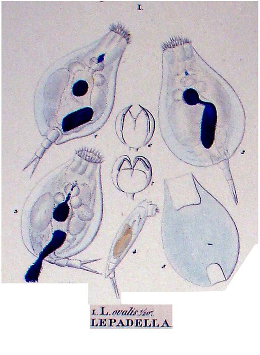 Lepadella ovalis Lepadella ovalis