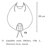 Lepadella ovalis