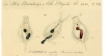 Lepadella ovalis