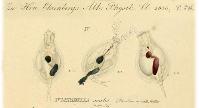 Lepadella ovalis Lepadella ovalis