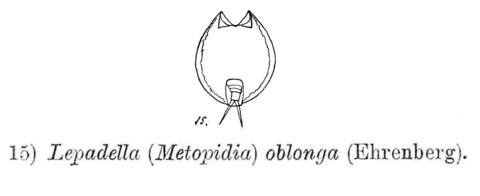Lepadella ovalis Lepadella ovalis