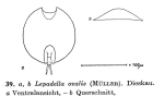 Lepadella ovalis