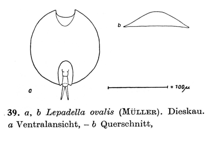 Lepadella ovalis Lepadella ovalis