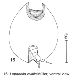 Lepadella ovalis