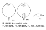 Lepadella ovalis