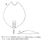 Lepadella ovalis
