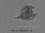 Lepadella ovalis