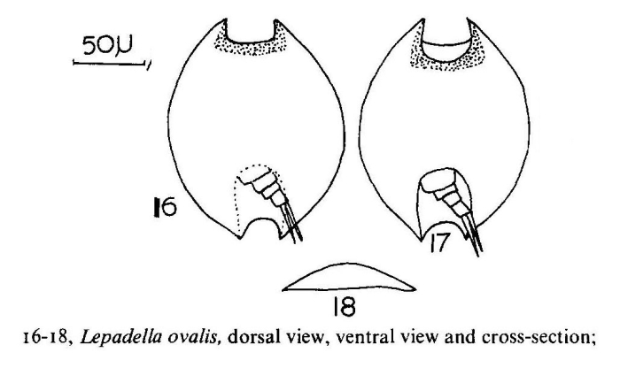 Lepadella ovalis Lepadella ovalis