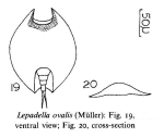 Lepadella ovalis