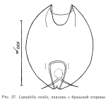 Lepadella ovalis