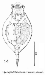 Lepadella ovalis