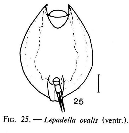 Lepadella ovalis Lepadella ovalis