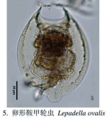 Lepadella ovalis
