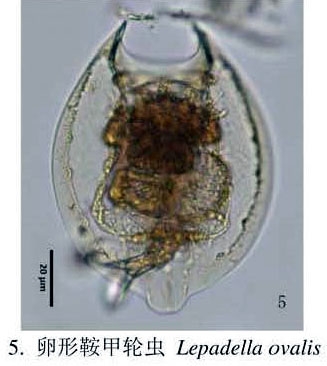 Lepadella ovalis Lepadella ovalis