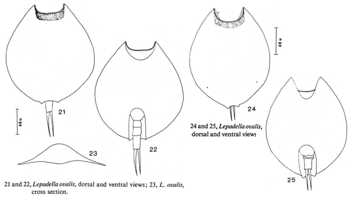 Lepadella ovalis Lepadella ovalis